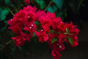 راهنمای عکاسی از گل ها