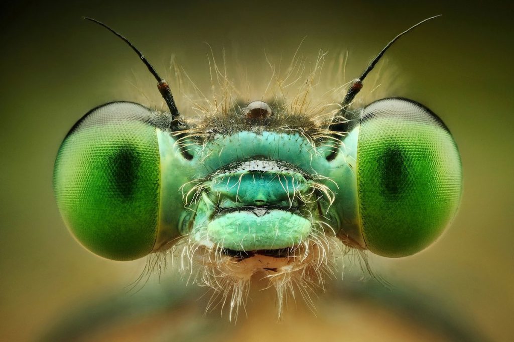 عکاسی از حشرات