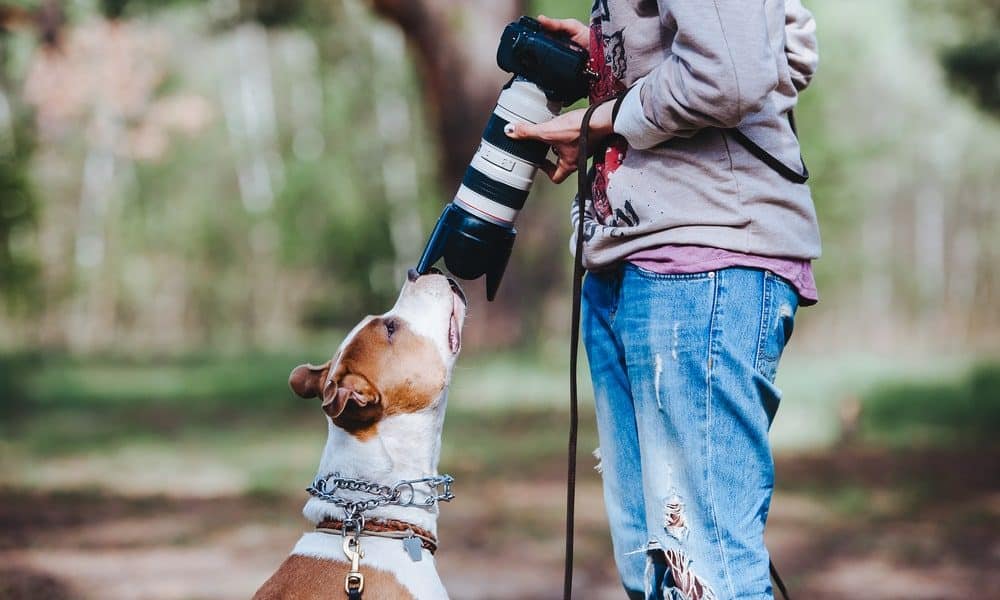 آموزش عکاسی از حیوانات خانگی برای مبتدی‌ها